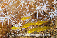 Frost-fin Cardinalfish in soft corals Photo - Gary Bell