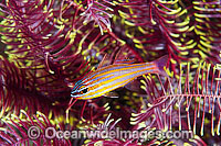 Blue-lined Cardinalfish in Crinoid Photo - Gary Bell