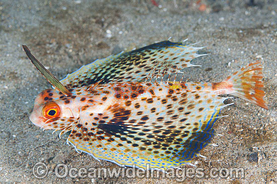 Flying Gurnard with fins extended photo Flying Gurnard with fins extended photo