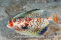 Flying Gurnard with fins extended Photo - Gary Bell