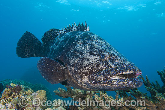 Potato Cod Epinephelus tukula photo