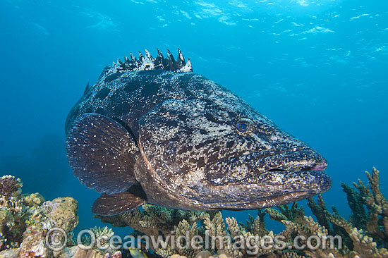 Potato Cod Epinephelus tukula photo