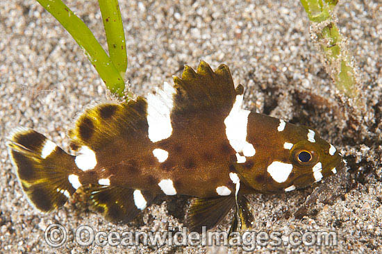 Marbled Rock Cod Epinephelus maculatus photo