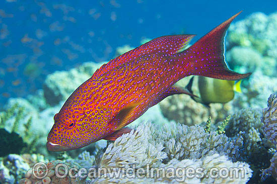 Coronation Trout Variola louti photo