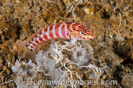 Lyre-tail Grubfish Parapercis schauinslandii photo Lyre-tail Grubfish Parapercis schauinslandii photo