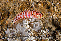 Lyre-tail Grubfish Parapercis schauinslandii Photo - Gary Bell