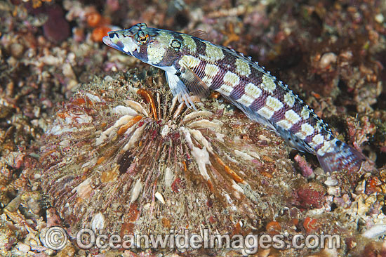 Black-banded Grubfish Parapercis tetracantha photo Black-banded Grubfish Parapercis tetracantha photo