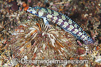 Black-banded Grubfish Parapercis tetracantha Photo - Gary Bell