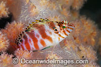 Blotched Hawkfish Cirrhitichthys aprinus Photo - Gary Bell