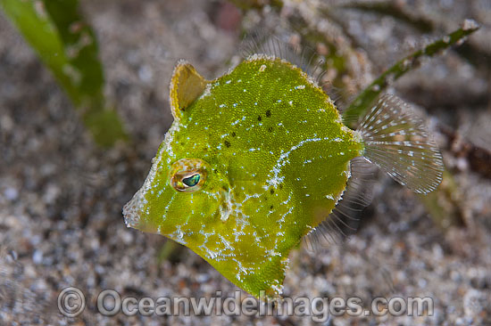 Bristle-tail Filefish Acreichthys tomentosus photo Bristle-tail Filefish Acreichthys tomentosus photo