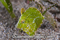 Bristle-tail Filefish Acreichthys tomentosus Photo - Gary Bell
