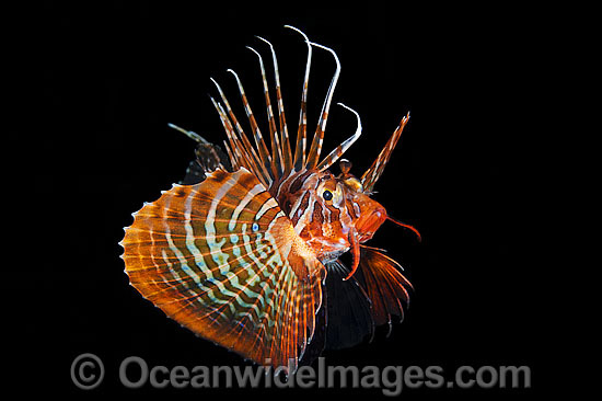 Gurnard Lionfish hunting at night photo