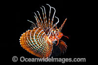Gurnard Lionfish hunting at night Photo - Gary Bell