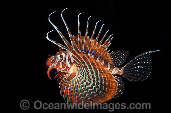 Gurnard Lionfish hunting at night photo