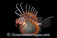 Gurnard Lionfish hunting at night Photo - Gary Bell