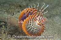 Zebra Lionfish Dendrochirus zebra Photo - Gary Bell