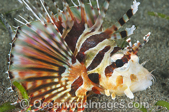Zebra Lionfish Dendrochirus zebra photo