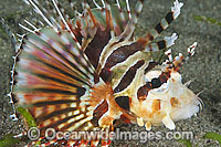 Zebra Lionfish Dendrochirus zebra Photo - Gary Bell