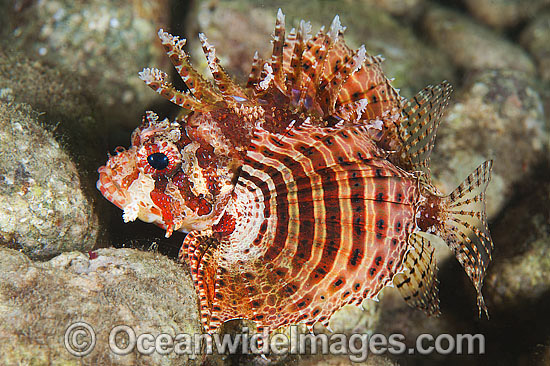 Dwarf Lionfish Dendrochirus brachypterus photo Dwarf Lionfish Dendrochirus brachypterus photo