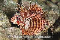 Dwarf Lionfish Dendrochirus brachypterus Photo - Gary Bell