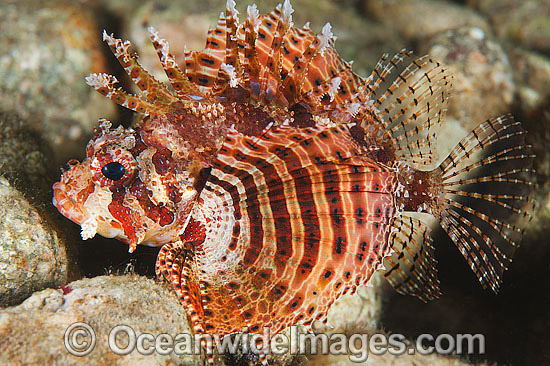 Dwarf Lionfish Dendrochirus brachypterus photo Dwarf Lionfish Dendrochirus brachypterus photo