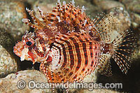 Dwarf Lionfish Dendrochirus brachypterus Photo - Gary Bell