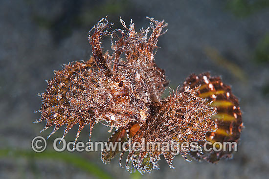 Ambon Scorpionfish Pteroidichthys amboinensis photo