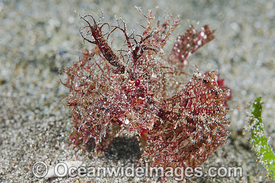 Ambon Scorpionfish Pteroidichthys amboinensis photo