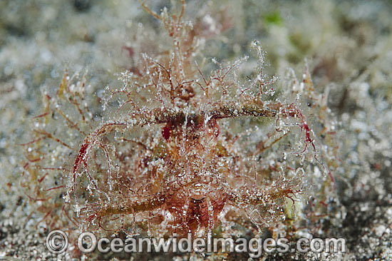 Ambon Scorpionfish photo