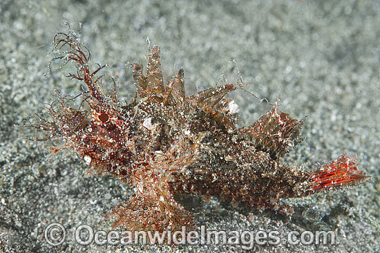 Ambon Scorpionfish Pteroidichthys amboinensis photo