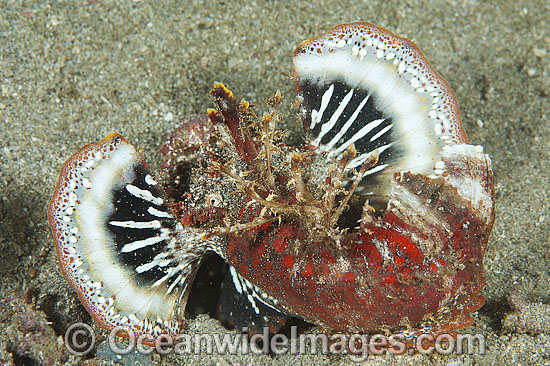 Demon Stinger with fins extended photo