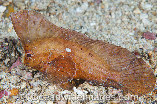 Spiny Leaf-fish Ablabys macracanthus photo