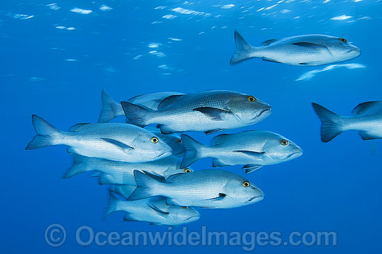 Red Bass Schooling photo