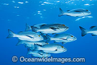 Red Bass Schooling Photo - Gary Bell