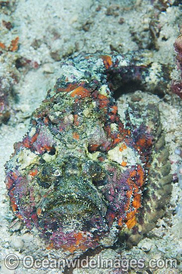Reef Stonefish photo Reef Stonefish photo