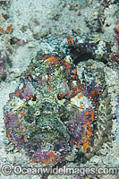 Reef Stonefish Photo - Gary Bell
