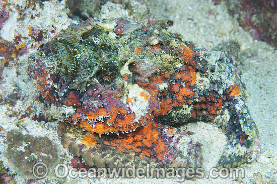 Reef Stonefish Synanceia verrucosa photo Reef Stonefish Synanceia verrucosa photo