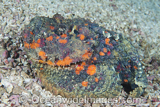 Extremely venomous Reef Stonefish photo Extremely venomous Reef Stonefish photo