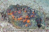 Extremely venomous Reef Stonefish Photo - Gary Bell