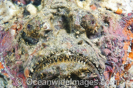 Reef Stonefish photo Reef Stonefish photo