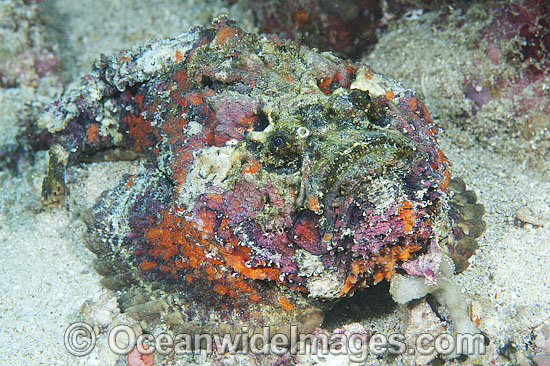 Reef Stonefish Synanceia verrucosa photo Reef Stonefish Synanceia verrucosa photo