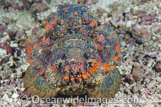 Extremely venomous Reef Stonefish photo Extremely venomous Reef Stonefish photo