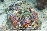 Reef Stonefish Photo - Gary Bell