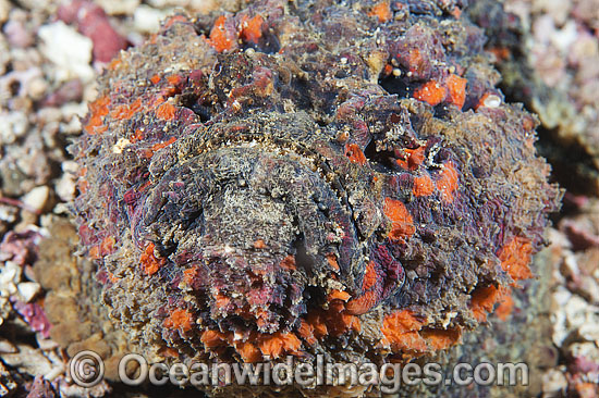 Reef Stonefish Synanceia verrucosa photo Reef Stonefish Synanceia verrucosa photo