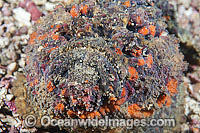Reef Stonefish Synanceia verrucosa Photo - Gary Bell
