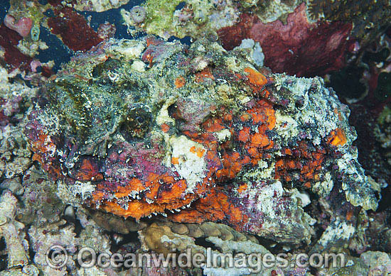 Reef Stonefish Synanceia verrucosa photo Reef Stonefish Synanceia verrucosa photo