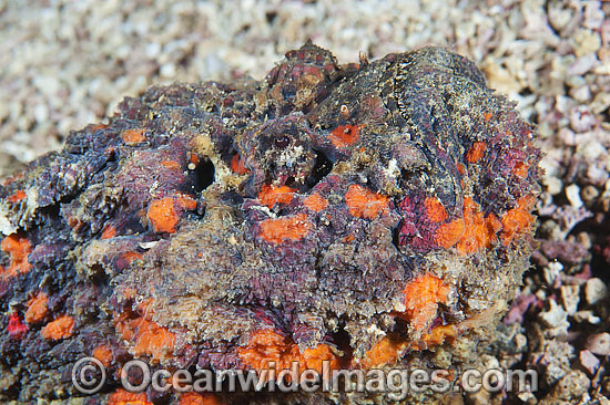 Venomous Reef Stonefish photo Venomous Reef Stonefish photo
