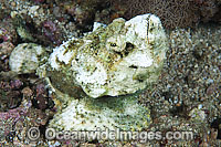 False Stonefish Scorpaenopsis diabolus Photo - Gary Bell