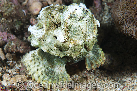 False Stonefish photo False Stonefish photo