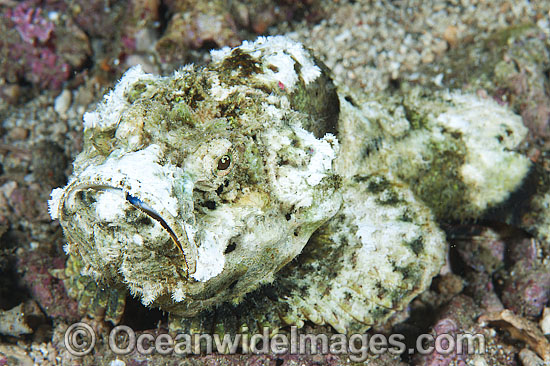 False Stonefish Scorpaenopsis diabolus photo False Stonefish Scorpaenopsis diabolus photo